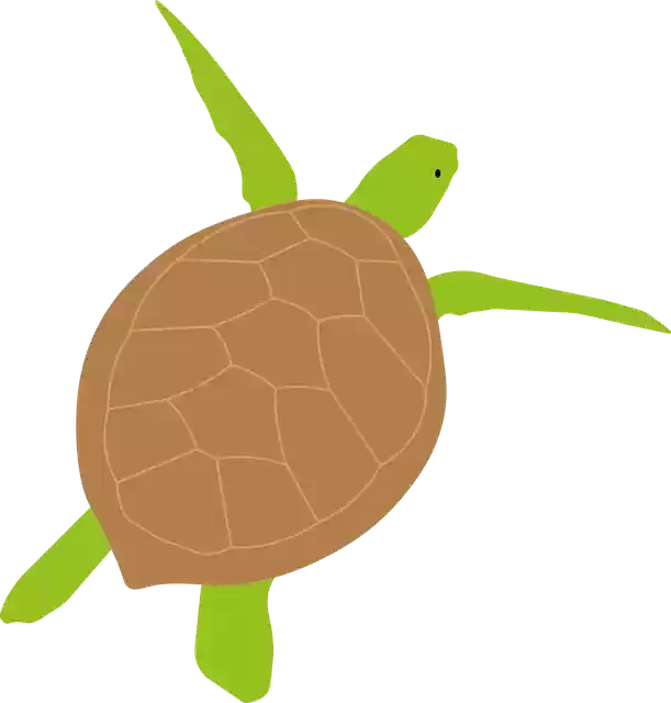 Libreng download Turtle Marine Underwater - Libreng vector graphic sa Pixabay libreng ilustrasyon na ie-edit gamit ang GIMP na libreng online na editor ng imahe