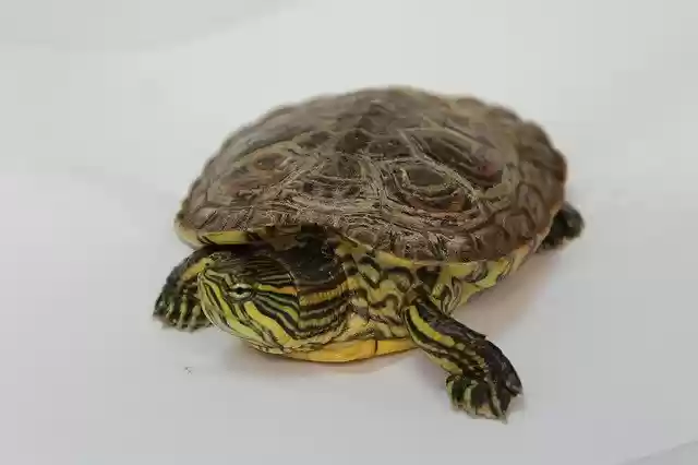 Free download Turtle Nature Encourages -  free photo or picture to be edited with GIMP online image editor