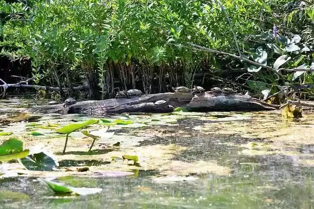 Free download Turtles Nine On Log -  free free photo or picture to be edited with GIMP online image editor