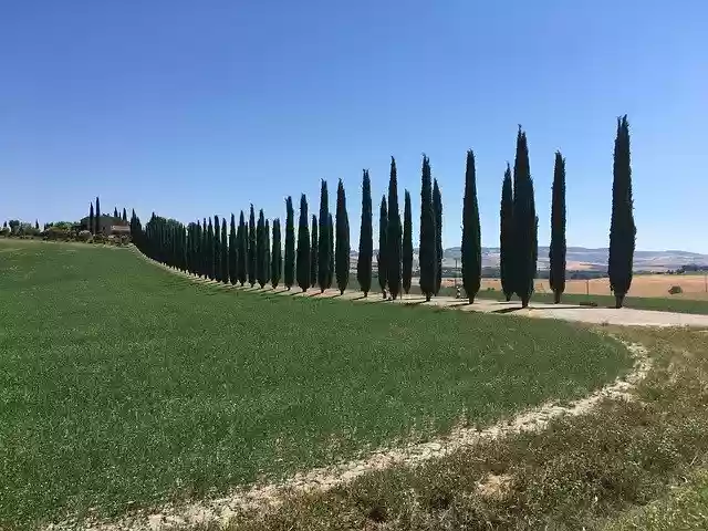 Free download Tuscany Cypresses Nature -  free free photo or picture to be edited with GIMP online image editor