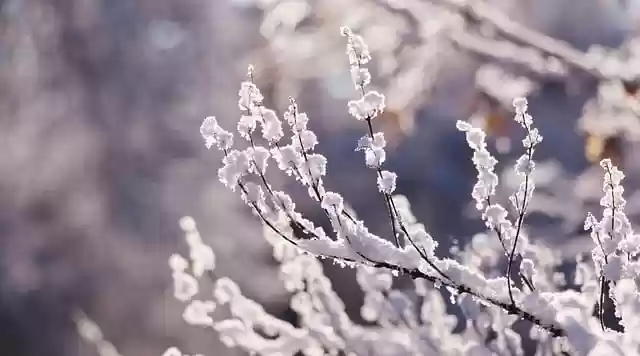 Free download twigs snow winter season macro free picture to be edited with GIMP free online image editor