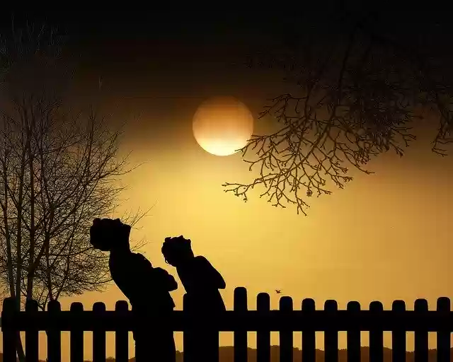 Free download Twilight Night Trees -  free illustration to be edited with GIMP free online image editor