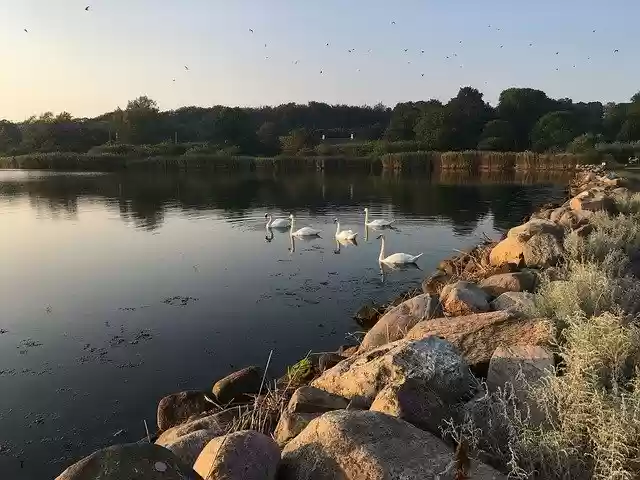 Free download Twilight Swans Lake -  free photo or picture to be edited with GIMP online image editor