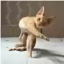 Twitter Nanao Icon  screen for extension Chrome web store in OffiDocs Chromium