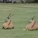 Two antelopes lying on the grass  screen for extension Chrome web store in OffiDocs Chromium