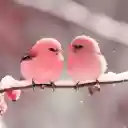 Two Baby Birds  screen for extension Chrome web store in OffiDocs Chromium