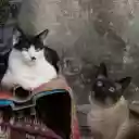 Two beautiful cats  screen for extension Chrome web store in OffiDocs Chromium