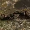 Two big black ants  screen for extension Chrome web store in OffiDocs Chromium