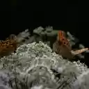 Two brown butterflies  screen for extension Chrome web store in OffiDocs Chromium