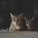 TWO CATS Theme  screen for extension Chrome web store in OffiDocs Chromium
