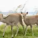 Two Deer by the River  screen for extension Chrome web store in OffiDocs Chromium