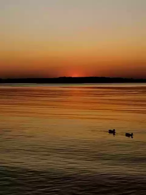 Free download Two Ducks Floating Lake -  free photo or picture to be edited with GIMP online image editor