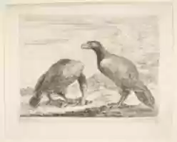 Free download Two Eagles; One Devouring a Lamb free photo or picture to be edited with GIMP online image editor
