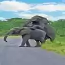 two elephants playing wallpaper  screen for extension Chrome web store in OffiDocs Chromium