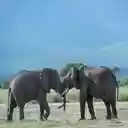 two elephants wallpaper  screen for extension Chrome web store in OffiDocs Chromium