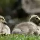 Two geese on the grass  screen for extension Chrome web store in OffiDocs Chromium