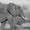 Two giant elephants  screen for extension Chrome web store in OffiDocs Chromium