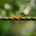 Two Golden Ants  screen for extension Chrome web store in OffiDocs Chromium