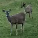 Two Gray Brown Deer  screen for extension Chrome web store in OffiDocs Chromium