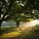 Two Green Leafed Trees Surrounded by Green Grass  screen for extension Chrome web store in OffiDocs Chromium