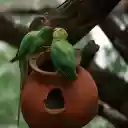 Two green parrots  screen for extension Chrome web store in OffiDocs Chromium