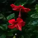 two hibiscus flowers wallpaper  screen for extension Chrome web store in OffiDocs Chromium
