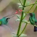 Two hummingbirds  screen for extension Chrome web store in OffiDocs Chromium