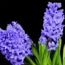 Two hyacinths  screen for extension Chrome web store in OffiDocs Chromium