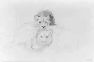 Free download Two Lions free photo or picture to be edited with GIMP online image editor