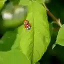 Two Little Ladybugs  screen for extension Chrome web store in OffiDocs Chromium