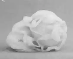 Free download Two Monkeys on Two Peaches free photo or picture to be edited with GIMP online image editor