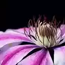 Two morning glory flowers  screen for extension Chrome web store in OffiDocs Chromium