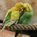 Two parrots together  screen for extension Chrome web store in OffiDocs Chromium