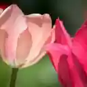 two petals  screen for extension Chrome web store in OffiDocs Chromium