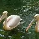 Two pink pelicans  screen for extension Chrome web store in OffiDocs Chromium