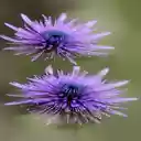 Two purple flowers wallpaper  screen for extension Chrome web store in OffiDocs Chromium