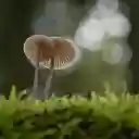 two small beautiful mushrooms  screen for extension Chrome web store in OffiDocs Chromium