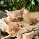 Two yellow cats  screen for extension Chrome web store in OffiDocs Chromium