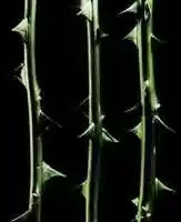 Free download Type O Negative - October Rust (Coverart) free photo or picture to be edited with GIMP online image editor