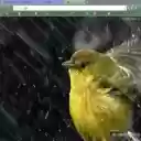 UCCELLINO BAGNATO  screen for extension Chrome web store in OffiDocs Chromium