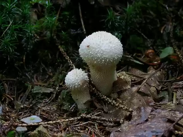 Free download Underwood Humidity Moss -  free photo or picture to be edited with GIMP online image editor