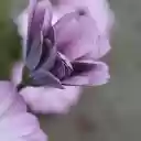 Unfurling Purple Daisy  screen for extension Chrome web store in OffiDocs Chromium