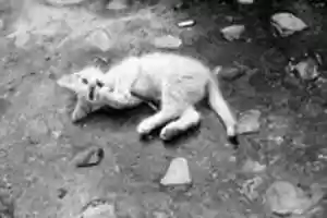 Free download un gato free photo or picture to be edited with GIMP online image editor