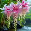 Unique, eye catching flower wallpaper  screen for extension Chrome web store in OffiDocs Chromium