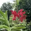 Vanda wallpaper  screen for extension Chrome web store in OffiDocs Chromium
