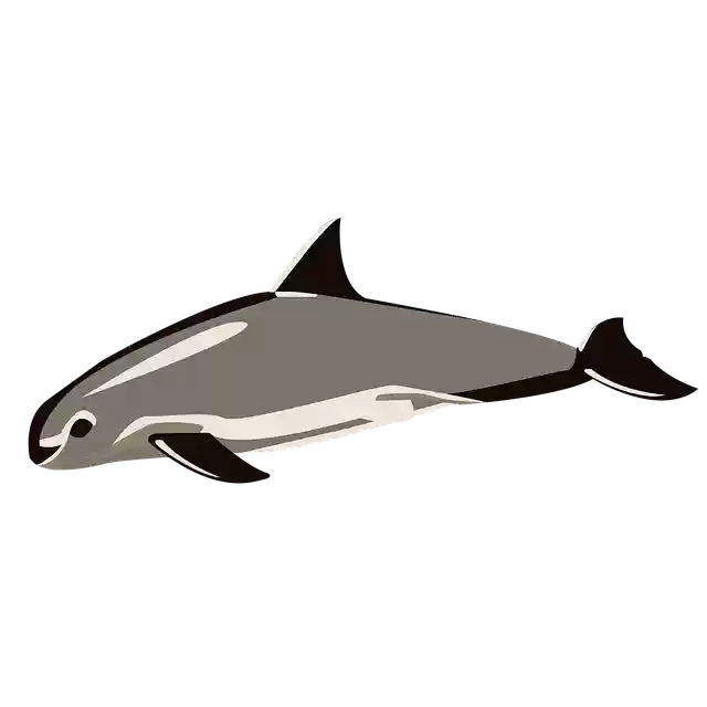 Free download Vaquitamarina Sea Animals -  free illustration to be edited with GIMP free online image editor