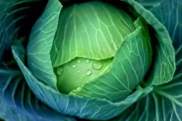 Free download vegetable cabbage healthy produce free picture to be edited with GIMP free online image editor