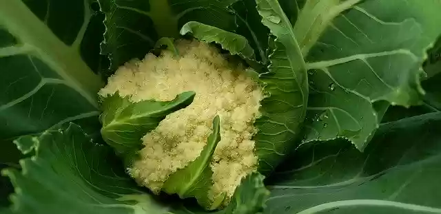 Free download Vegetable Garden Cauliflower -  free photo or picture to be edited with GIMP online image editor