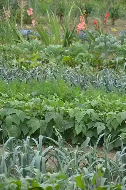 Free download Vegetable Garden Vegetables -  free photo or picture to be edited with GIMP online image editor