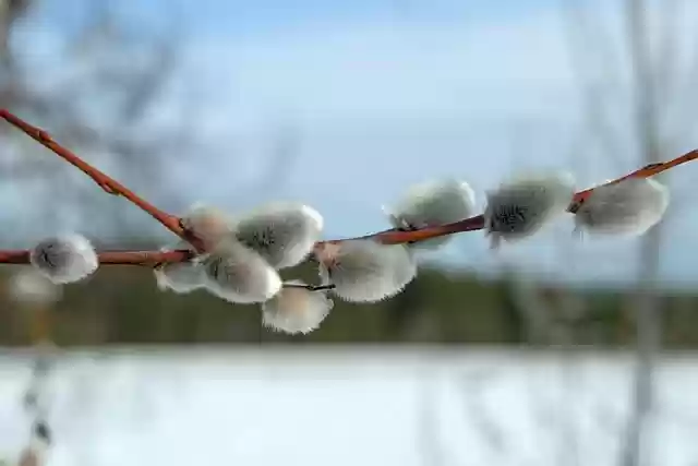 Free download verba branch spring nature willow free picture to be edited with GIMP free online image editor